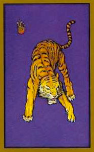 Tigre